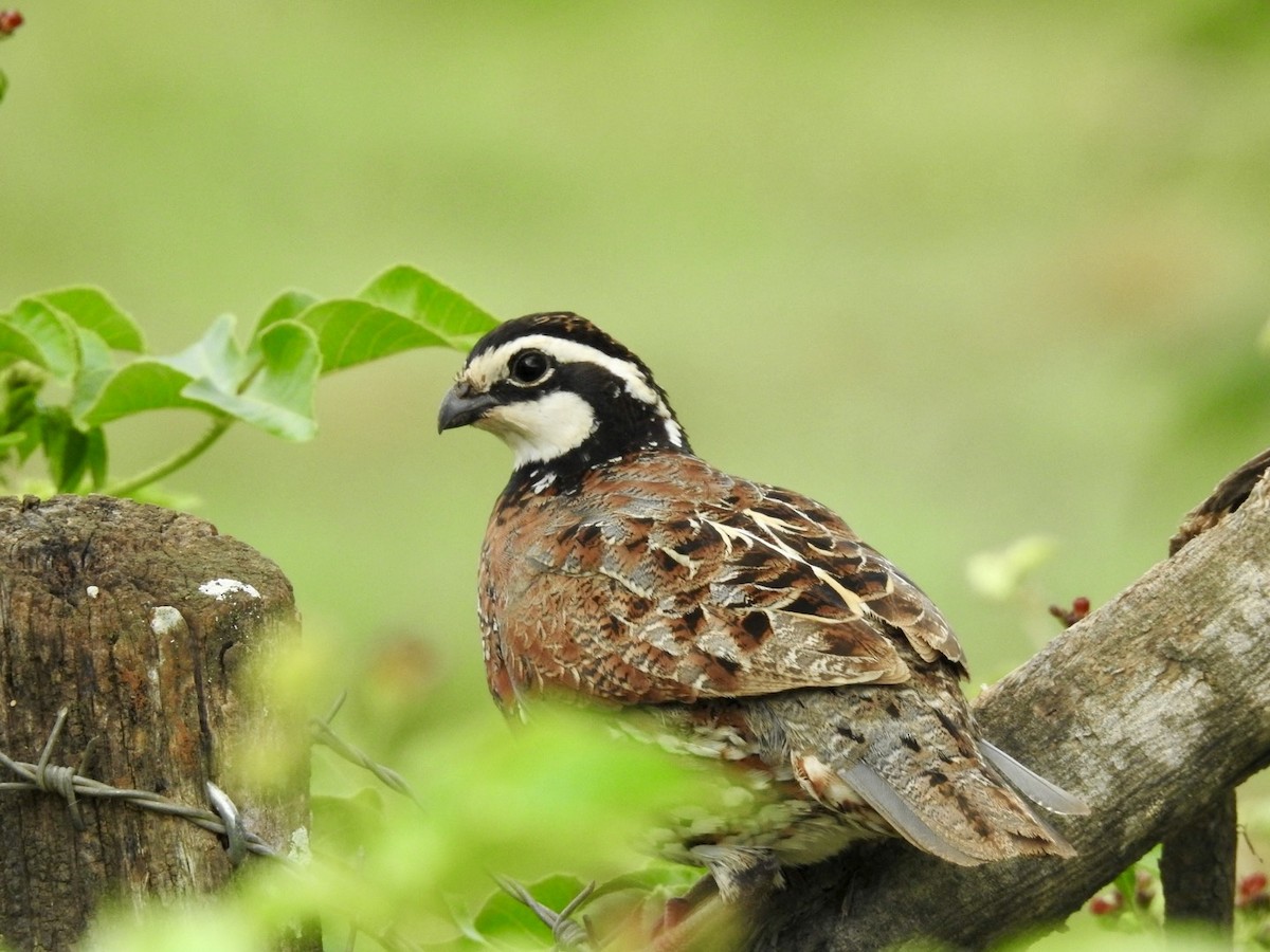 Northern Bobwhite - ML659747148