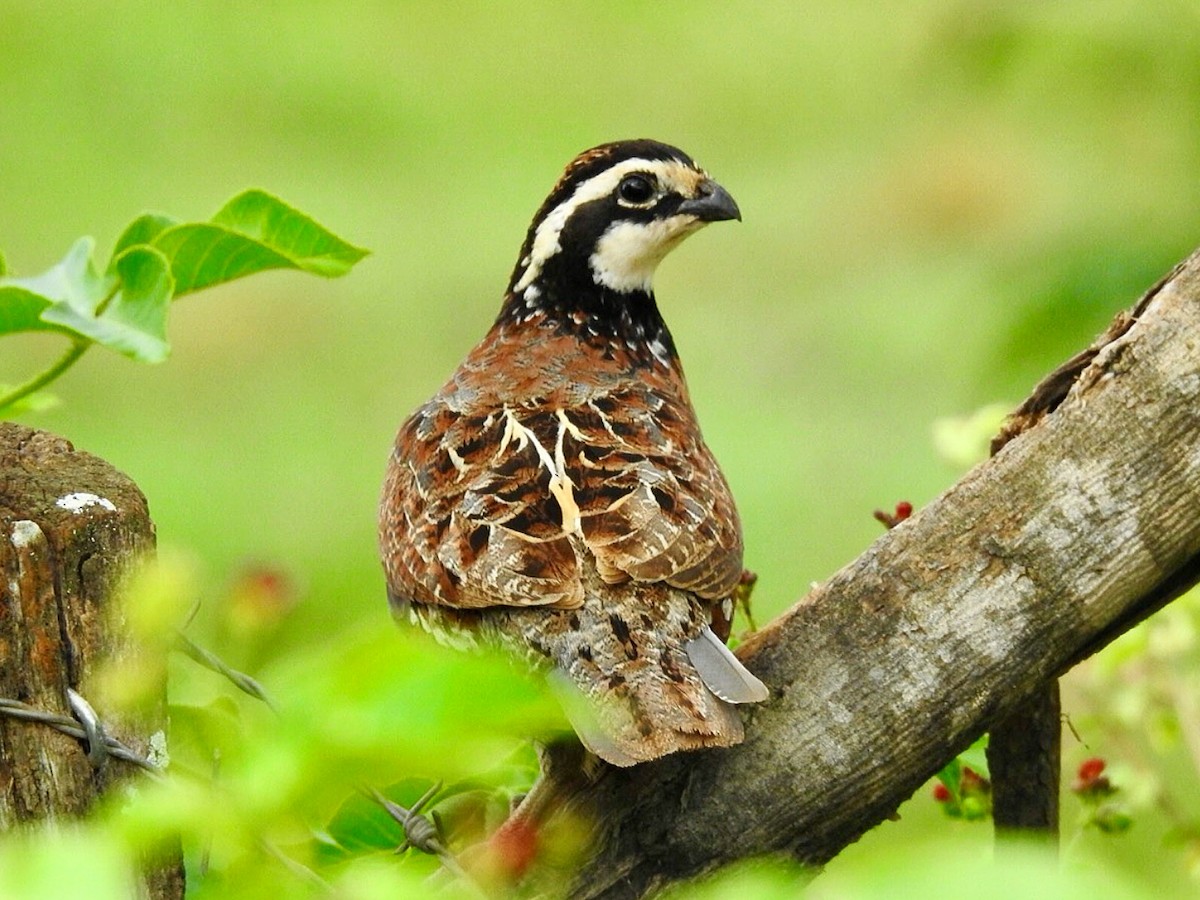 Northern Bobwhite - ML659747149