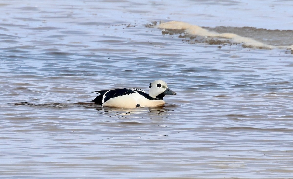 Steller's Eider - ML659748133