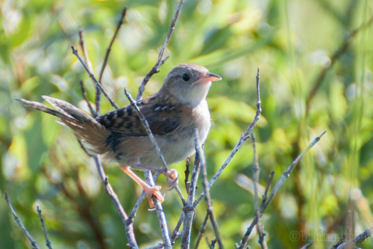 Sedge Wren - Brian Murphy