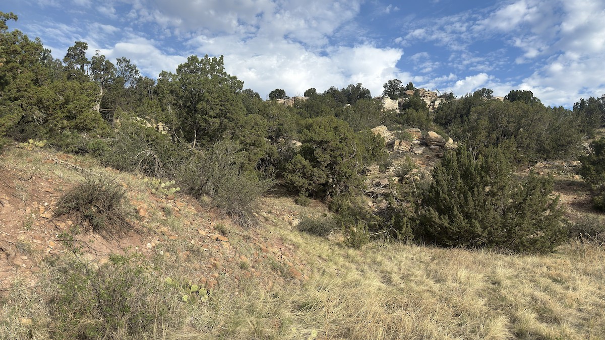 null - ML659749039