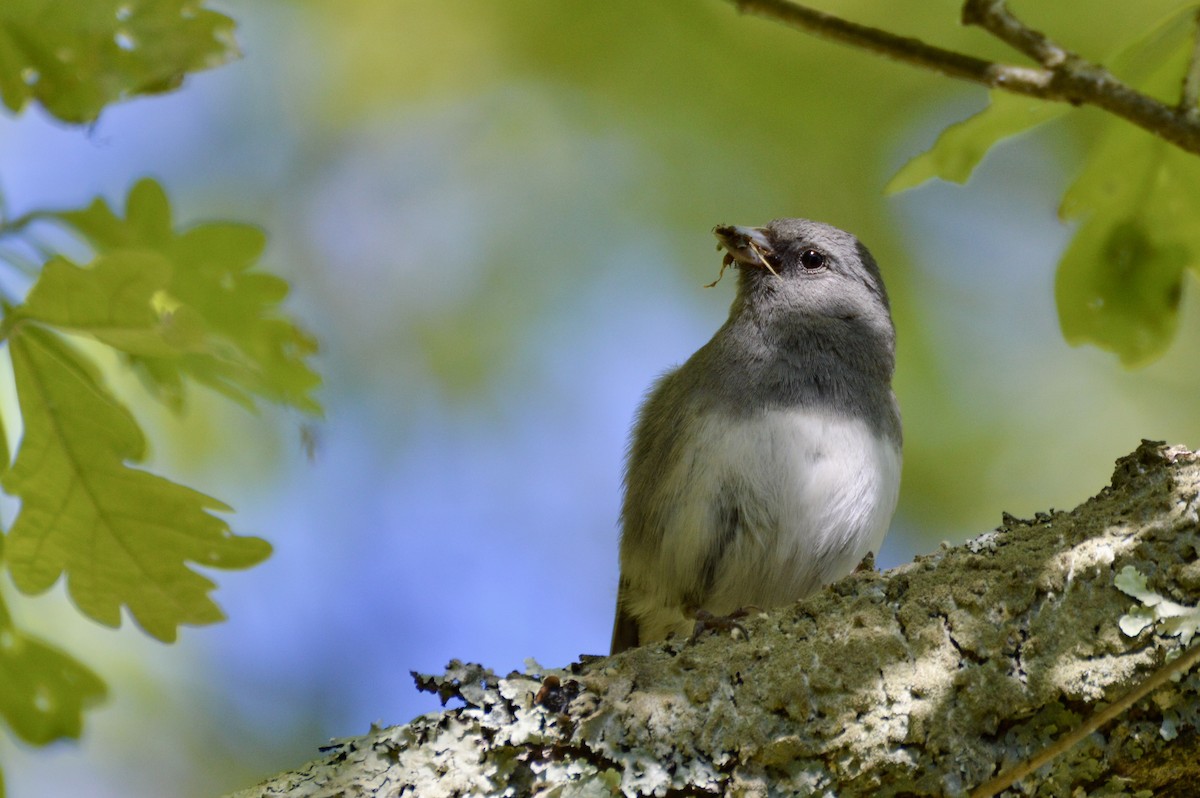 Junco ardoisé - ML659749488
