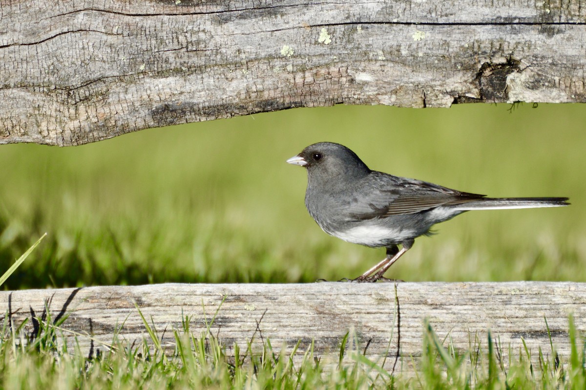 Junco ardoisé - ML659749489