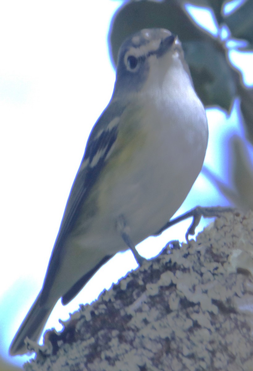 Vireo Solitario - ML659749512