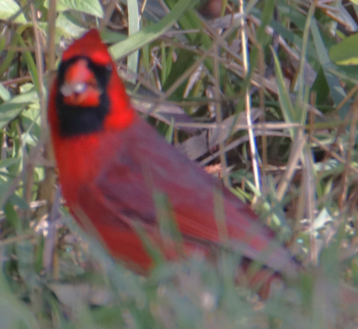 Cardenal Norteño - ML659749515