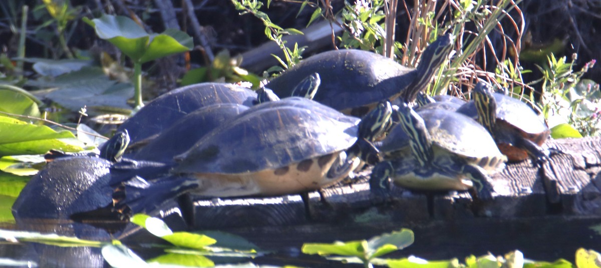 Tortugas - ML659749589