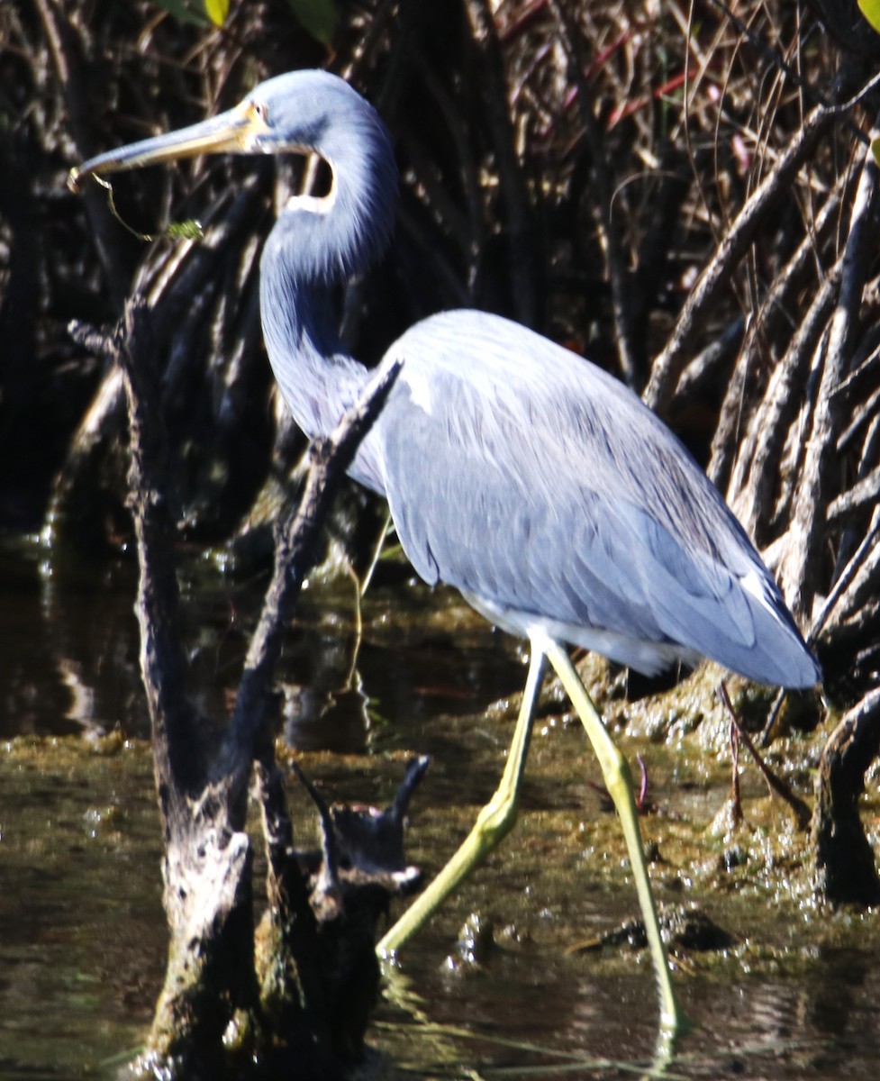 Cerceta Aliazul - ML659749651