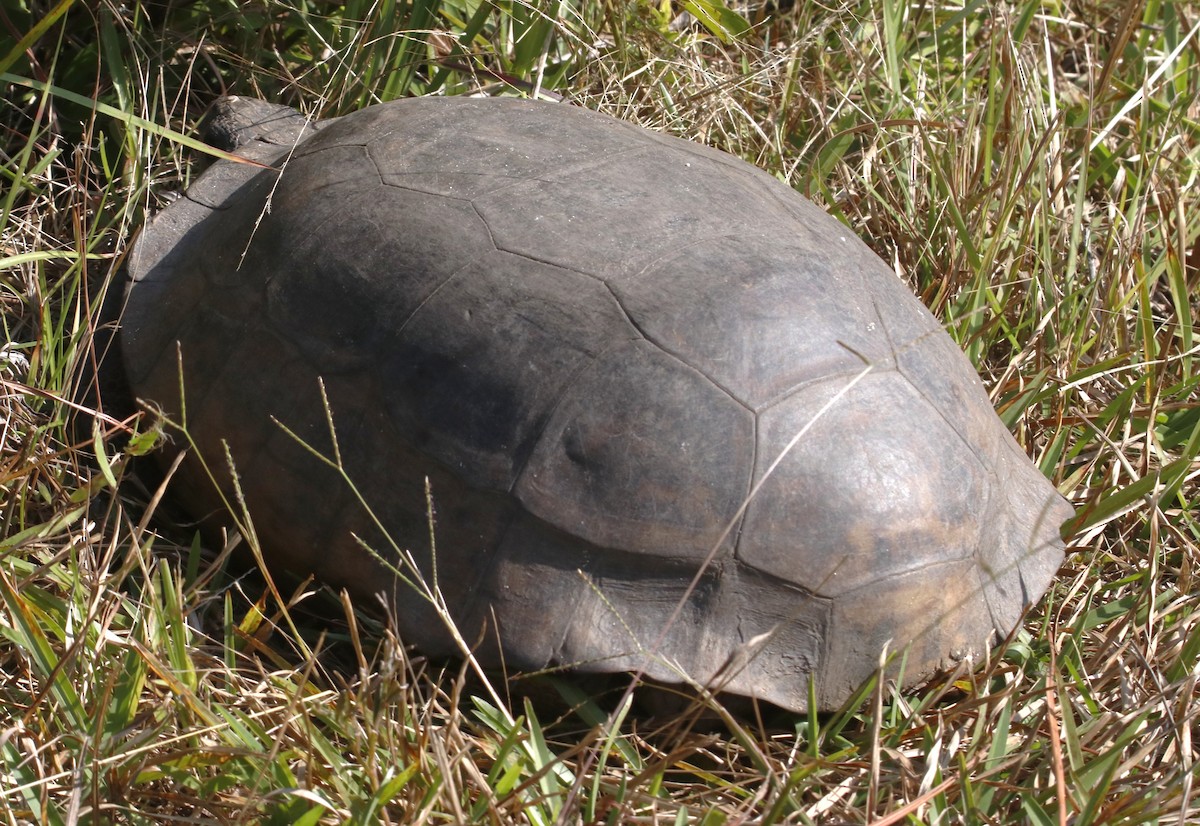 Tortugas - ML659749806