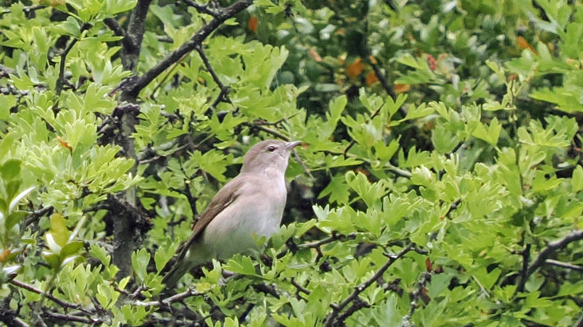 ニワムシクイ - ML659750376