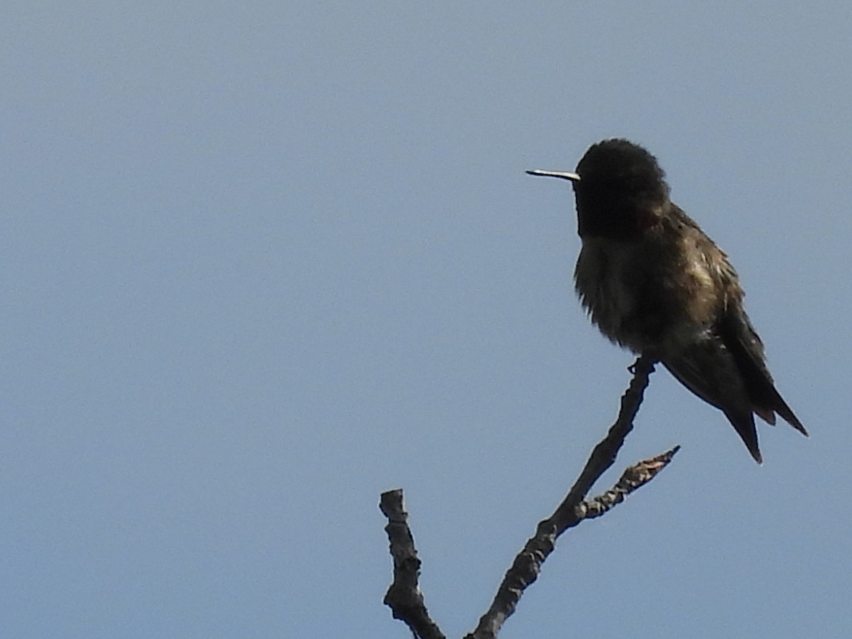 Ruby-throated Hummingbird - ML659751200