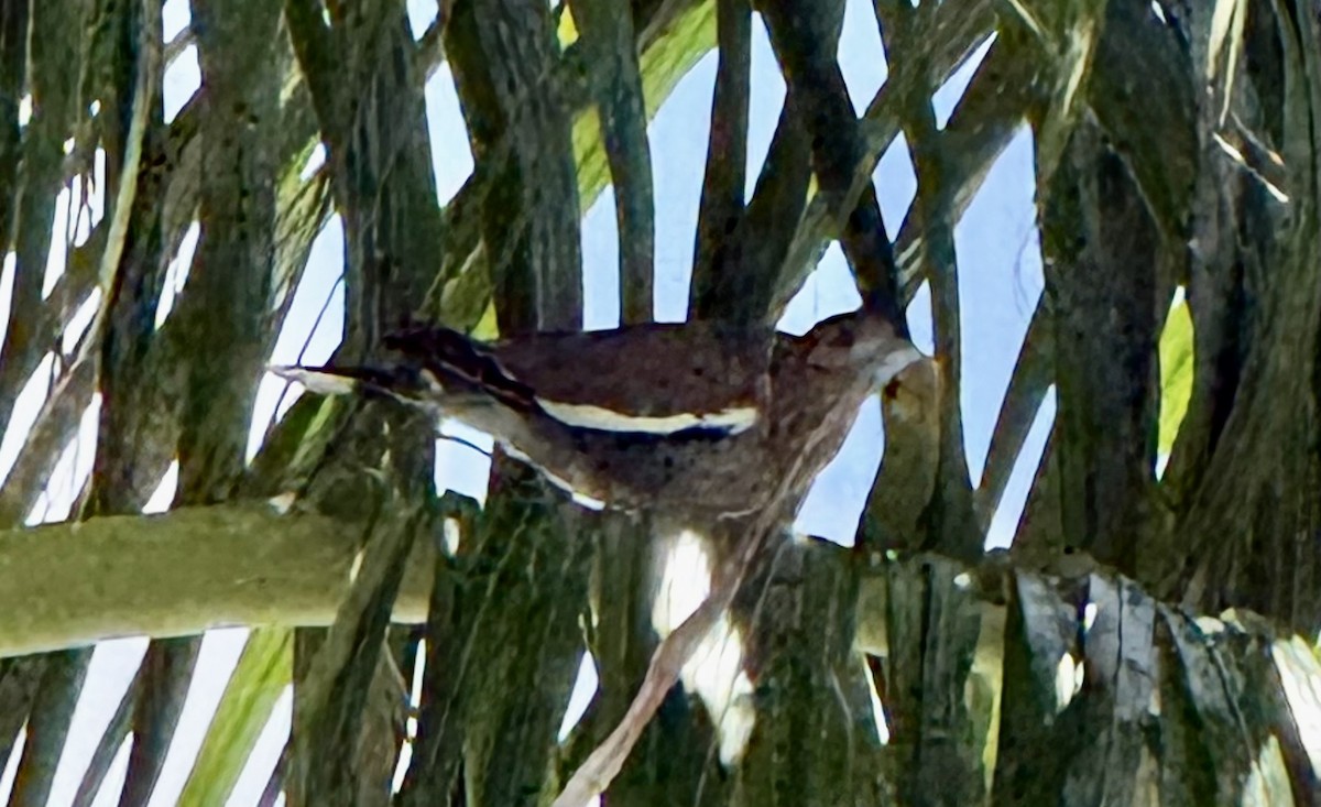 White-winged Dove - ML659754269