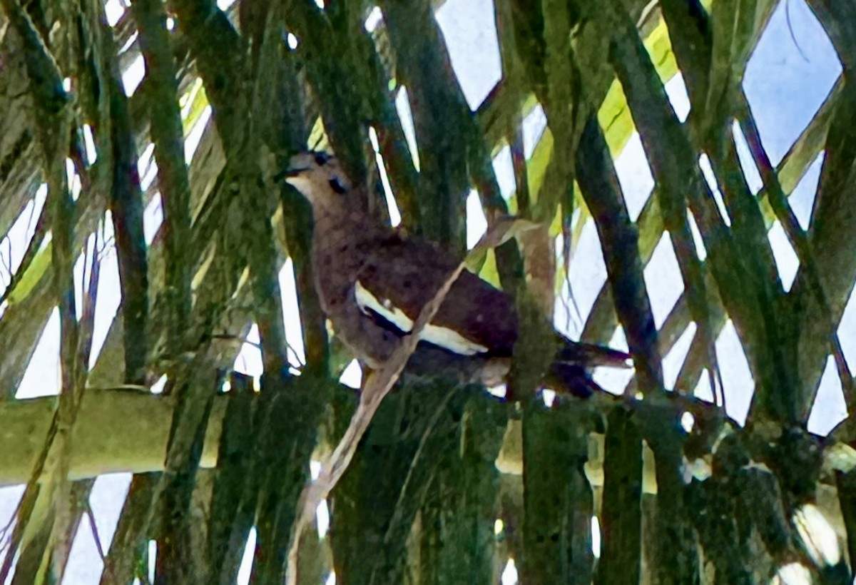 White-winged Dove - ML659754270