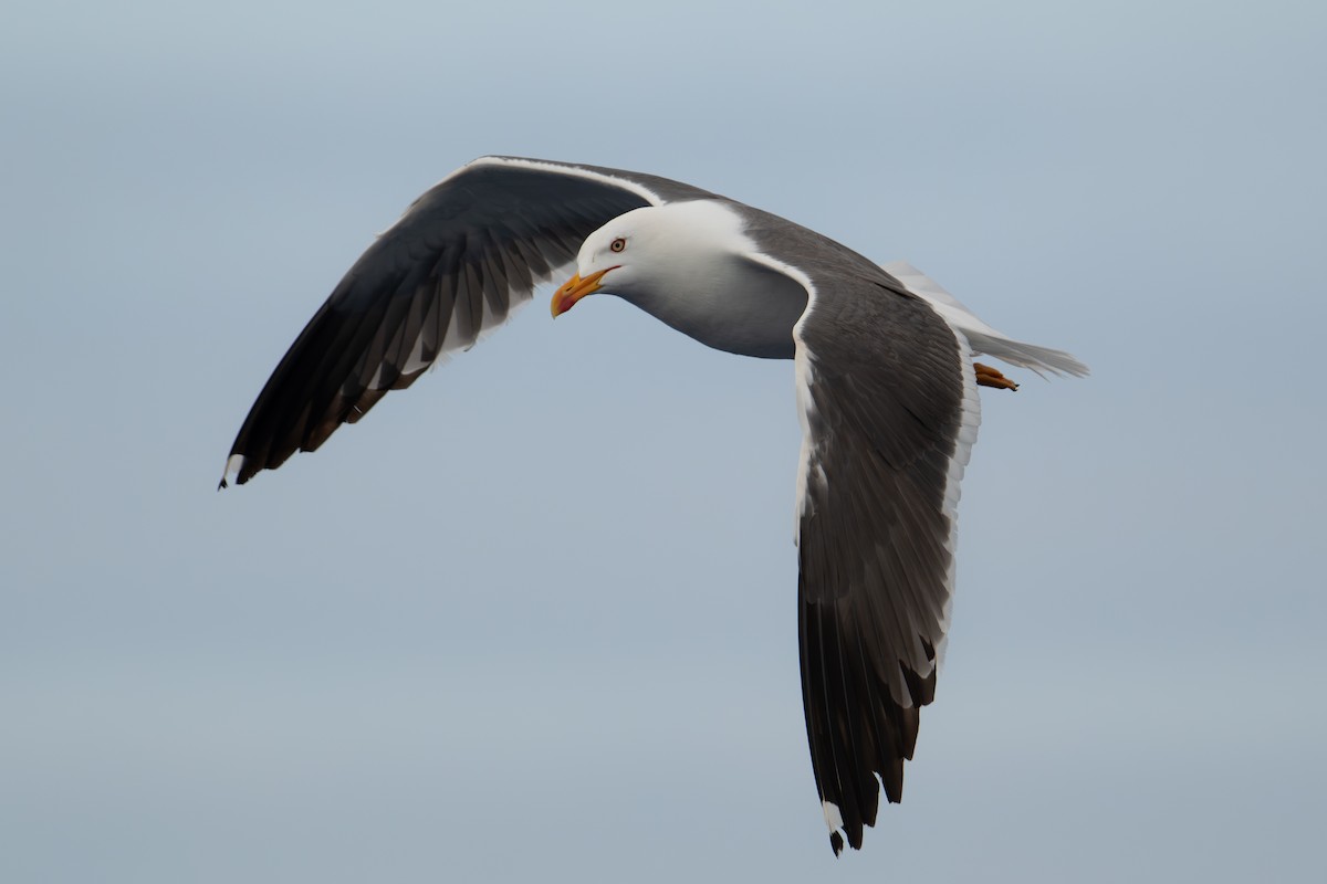 Gaviota Sombría - ML659754676