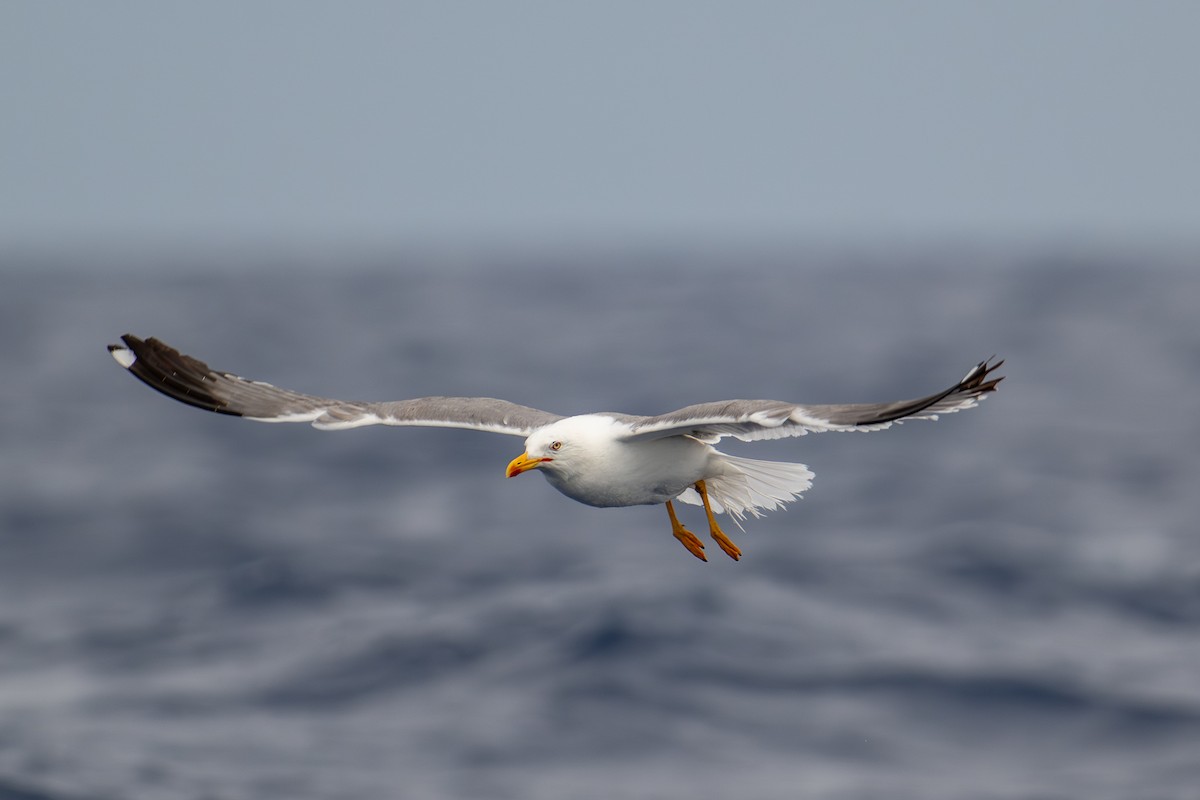 Gaviota Patiamarilla - ML659754685