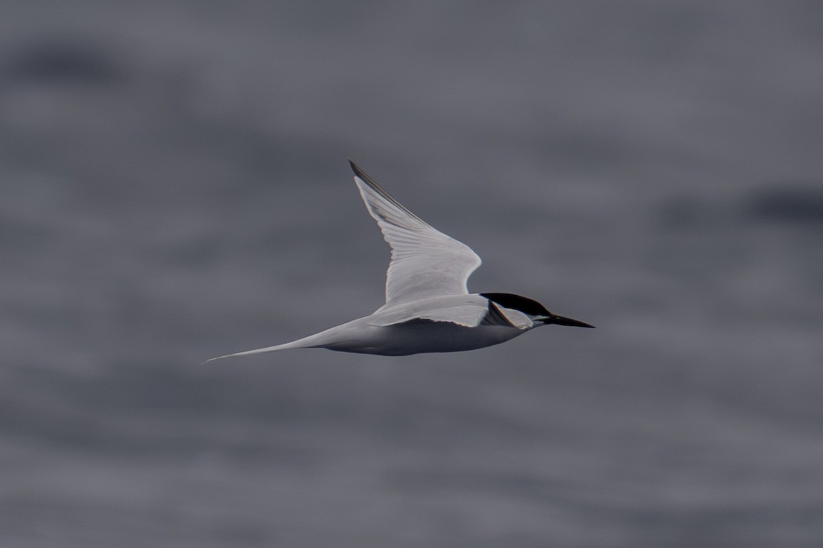 Roseate Tern - ML659754718