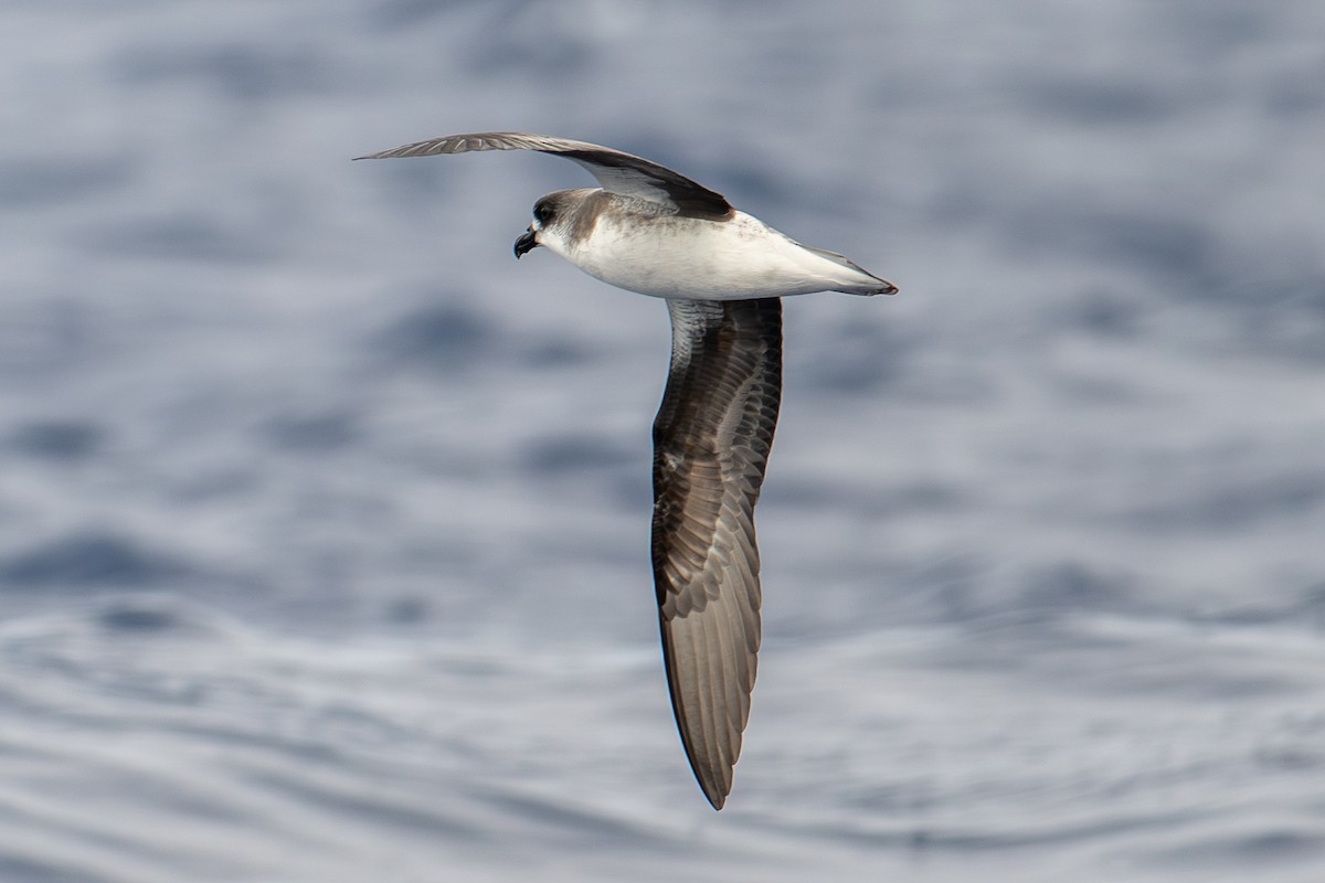 Petrel de las Desertas - ML659754724