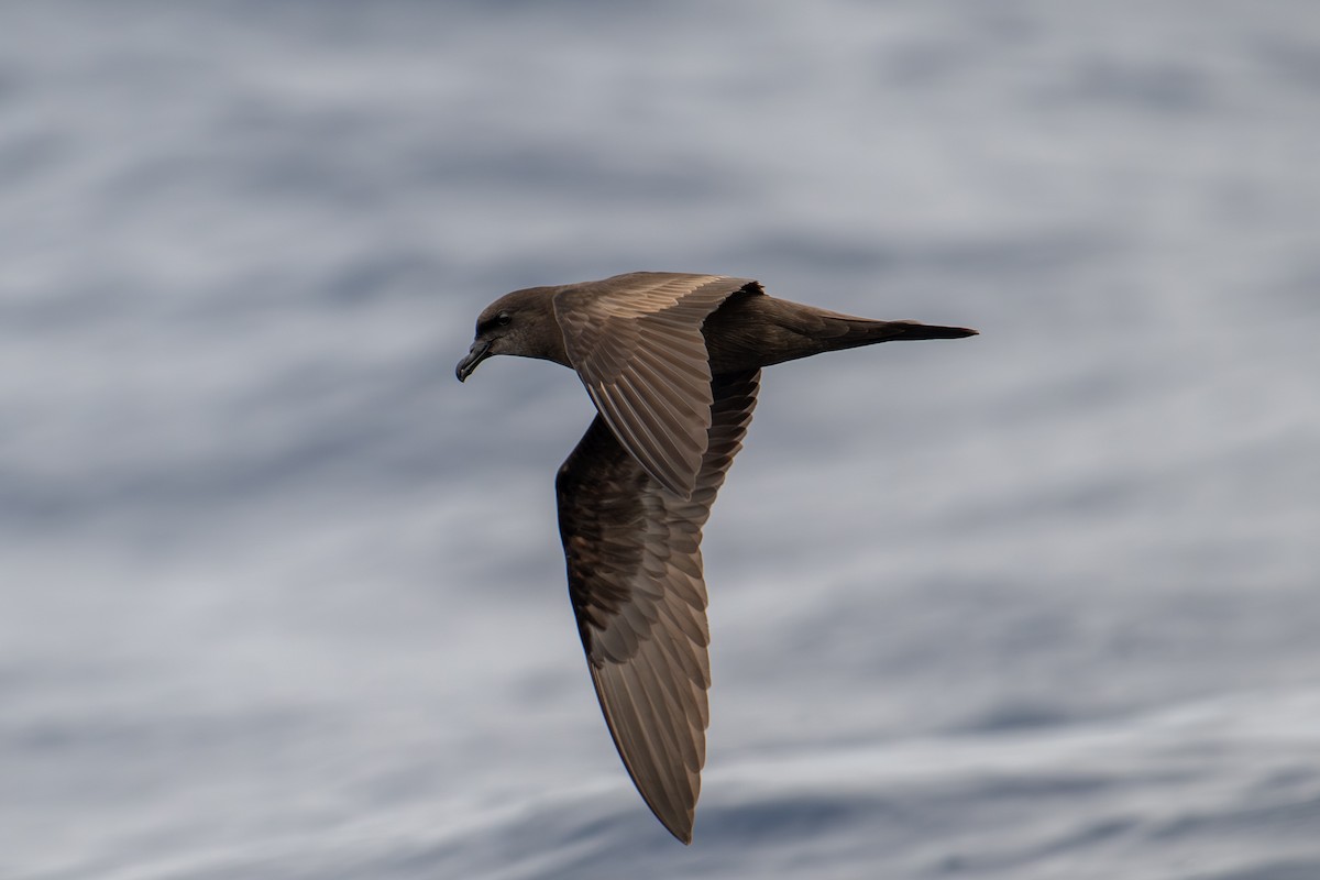 Petrel de Bulwer - ML659754788