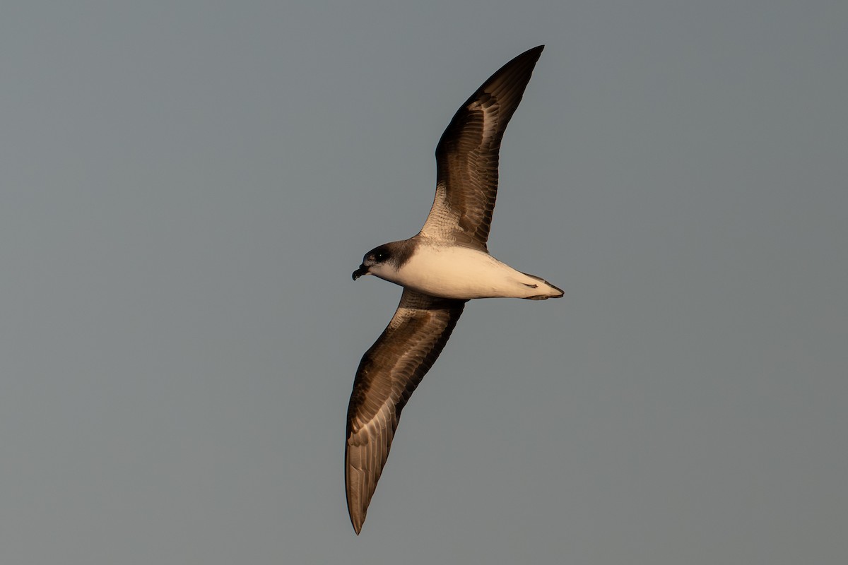 Petrel de las Desertas - ML659754815