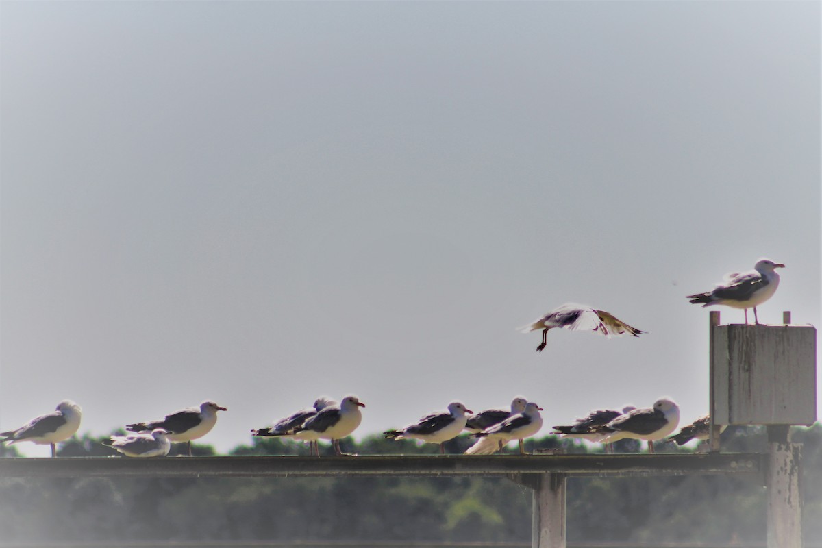 Herring Gull - Amy Lyyski