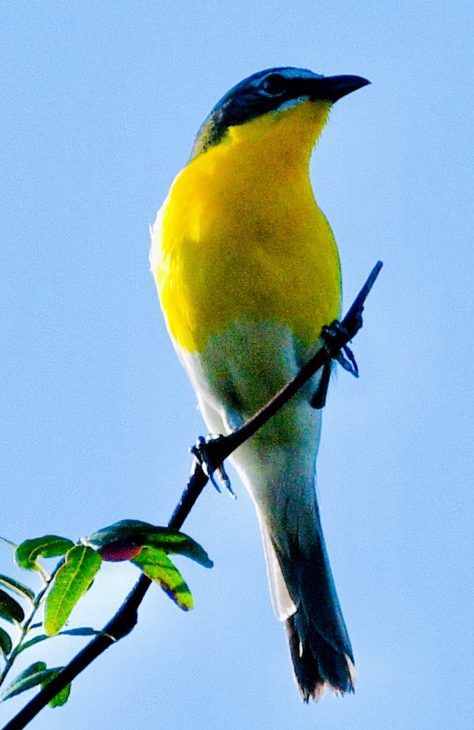 Yellow-breasted Chat - ML659755829
