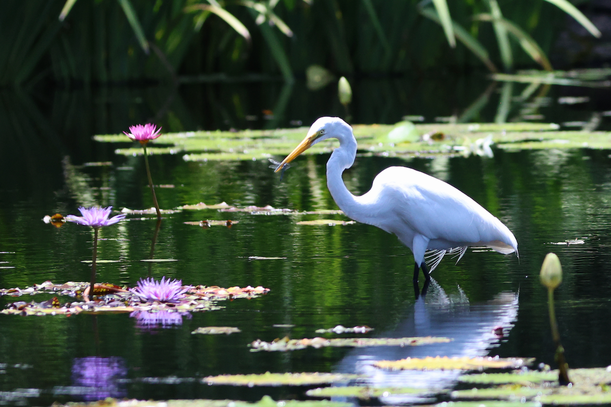 Great Egret - ML659756128