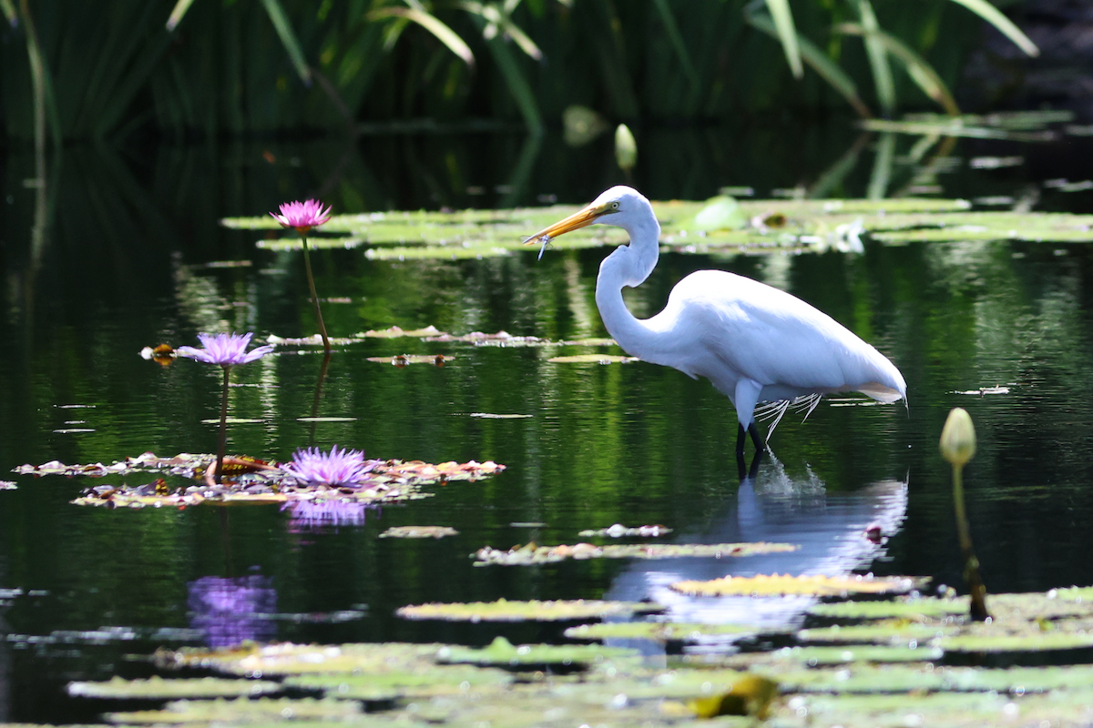 Great Egret - ML659756129