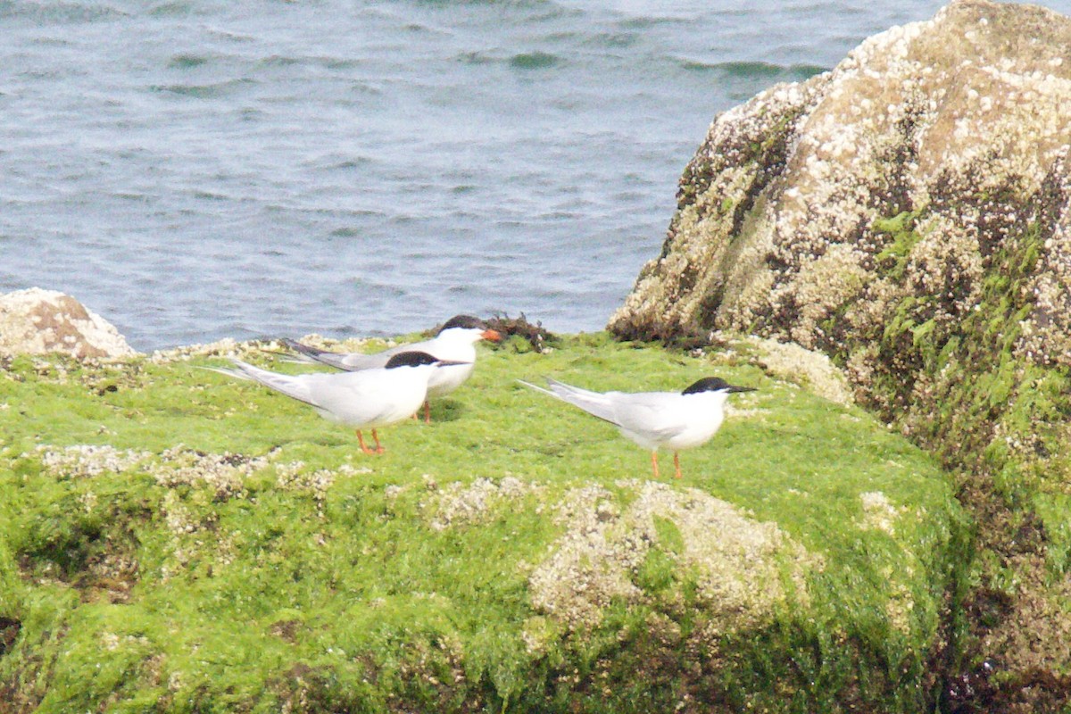 Roseate Tern - ML659756674