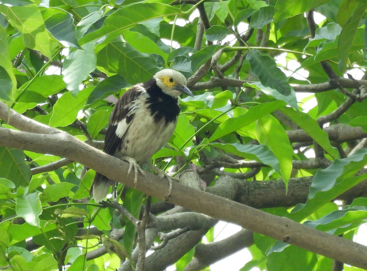 Black-collared Starling - ML659757410