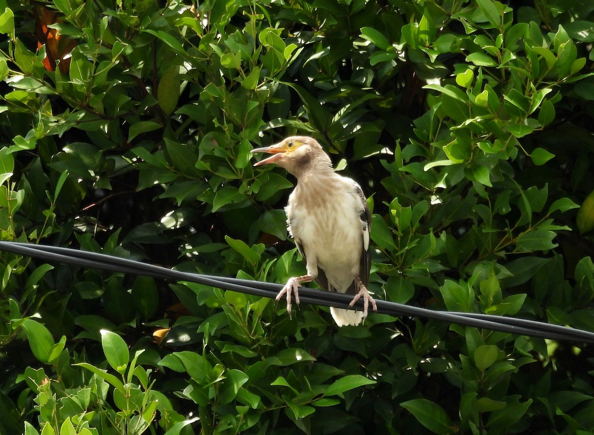 Black-collared Starling - ML659757411