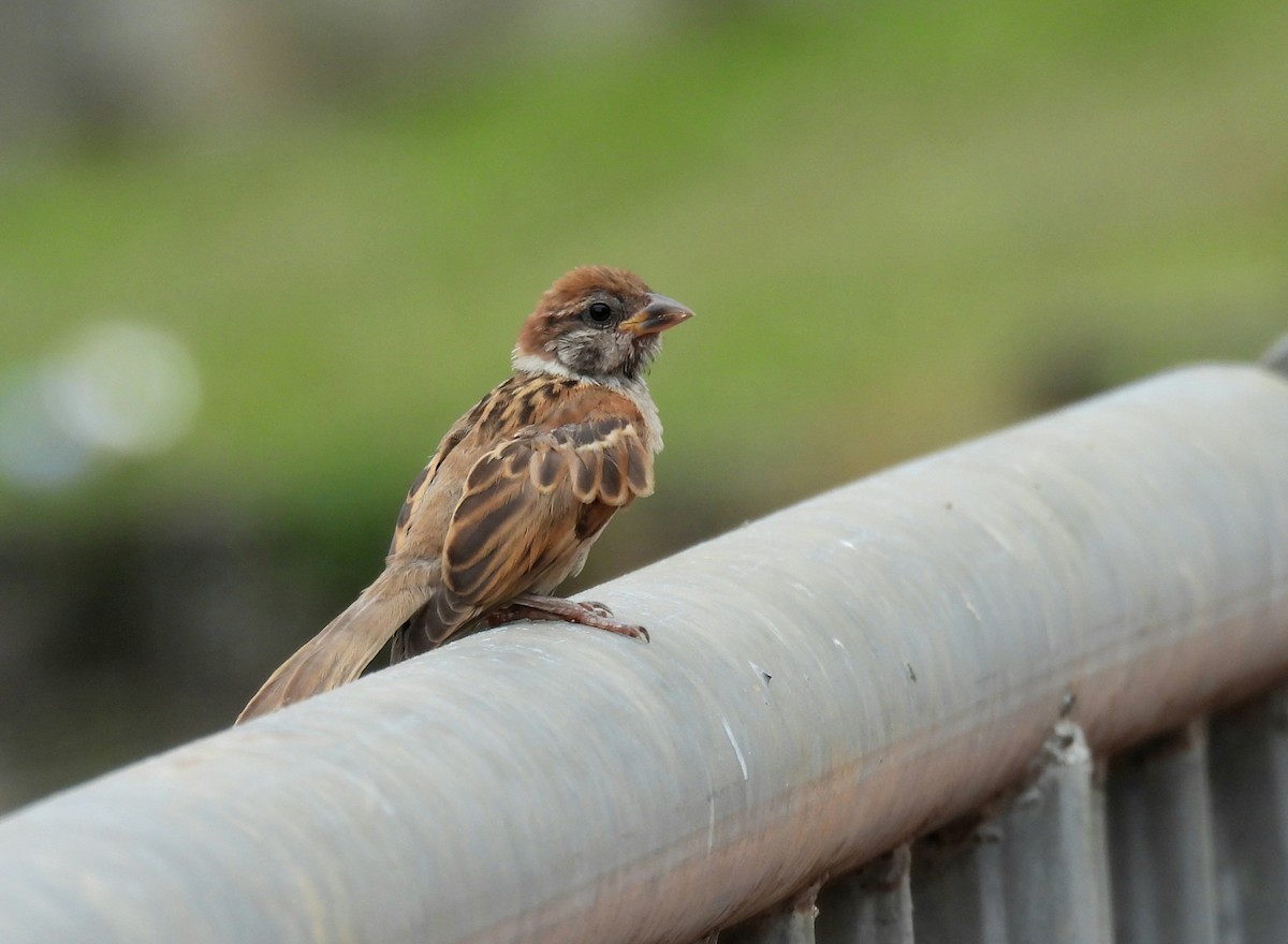 Eurasian Tree Sparrow - ML659757427
