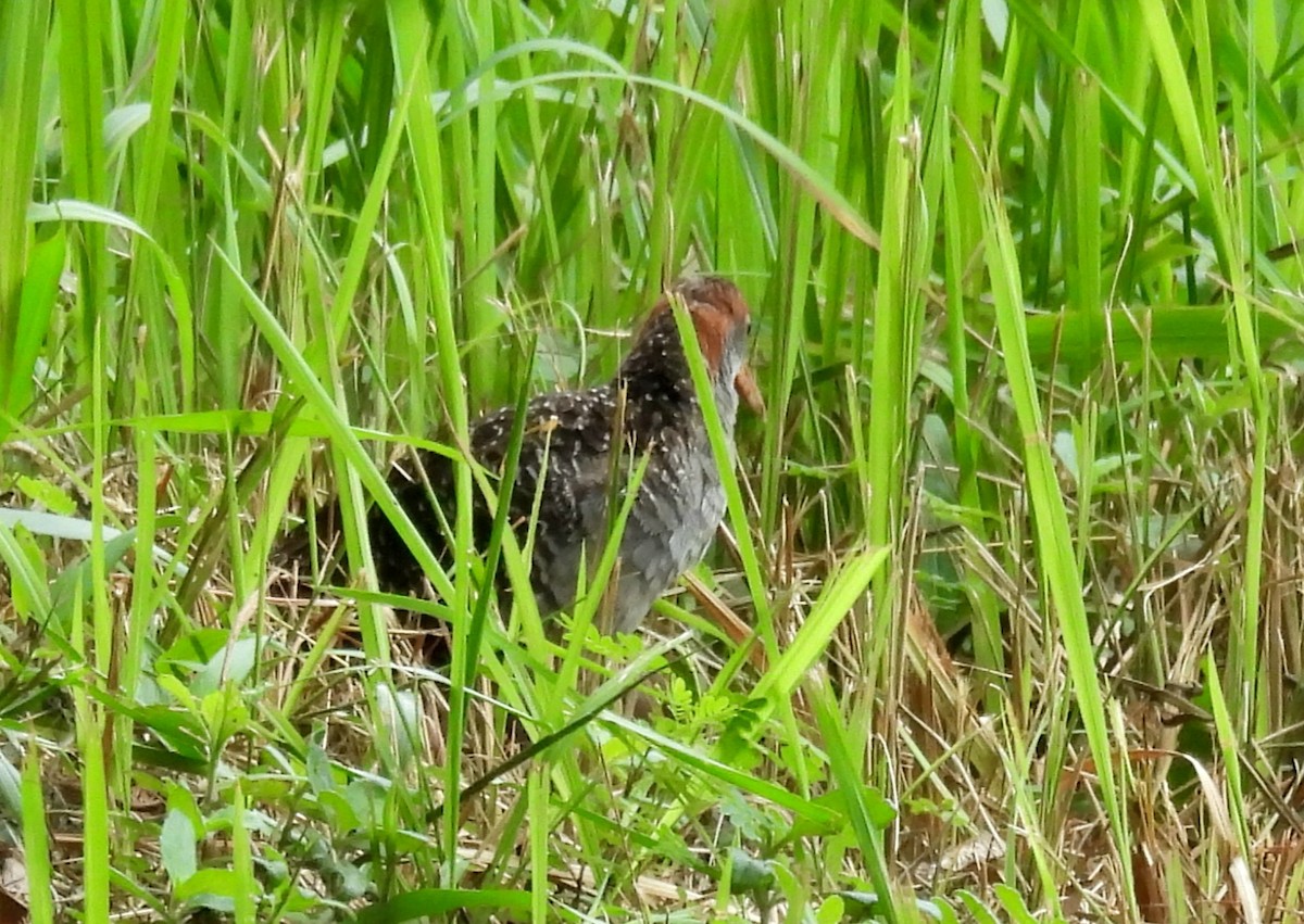 Slaty-breasted Rail - ML659757434