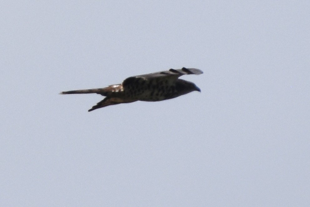 European Honey-buzzard - ML659757979