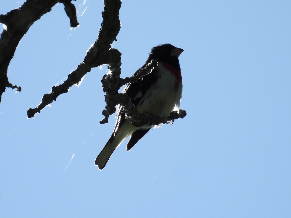 Rose-breasted Grosbeak - ML659758151