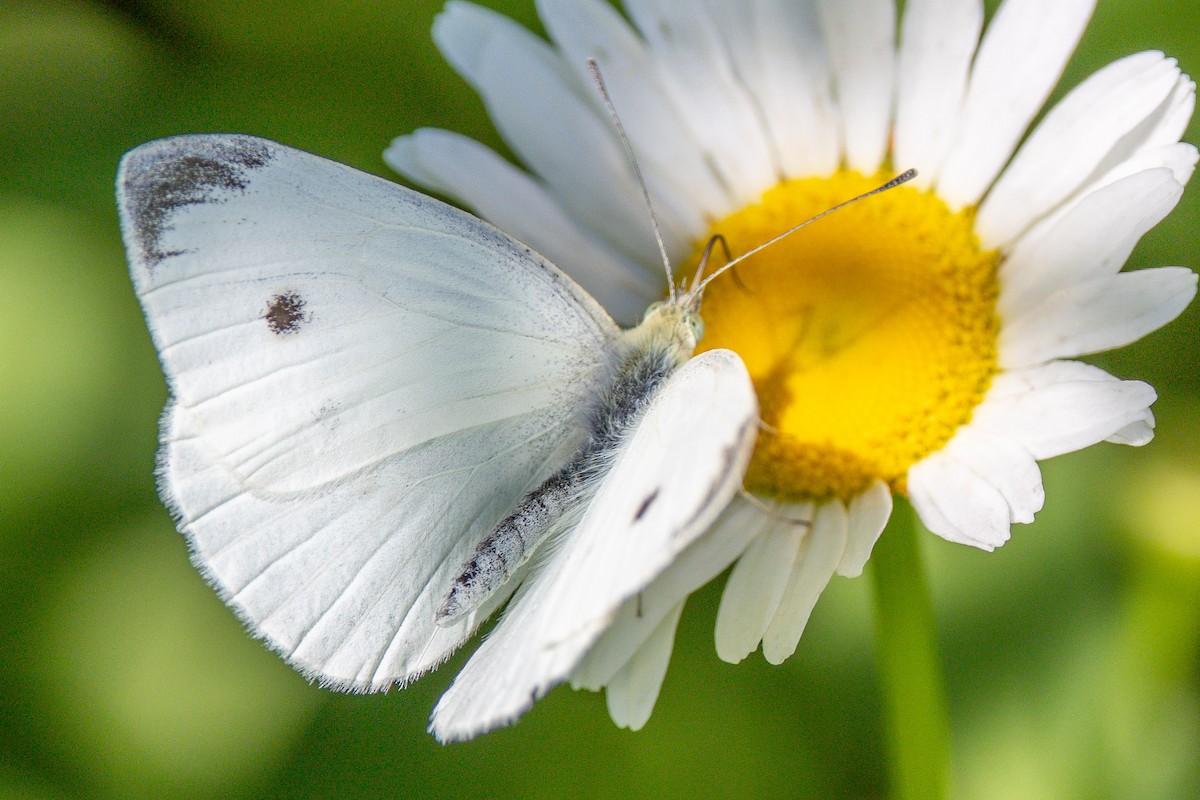Small White - ML659758282