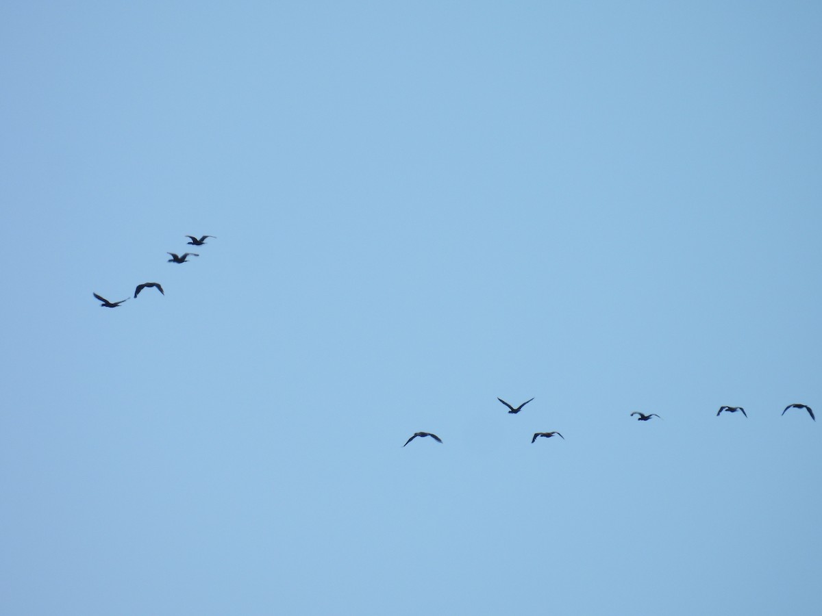 鳥類 - ML659758343