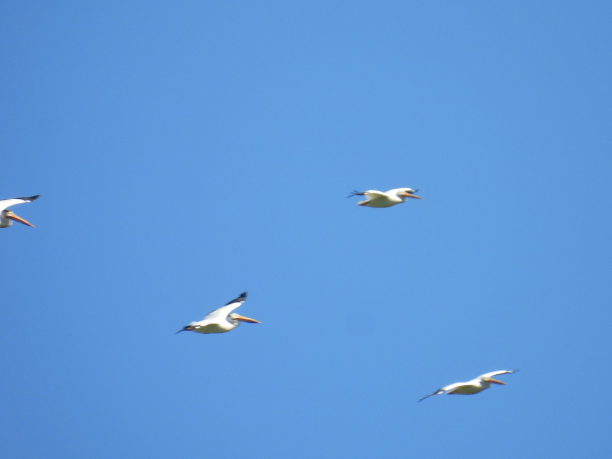 American White Pelican - ML659758413