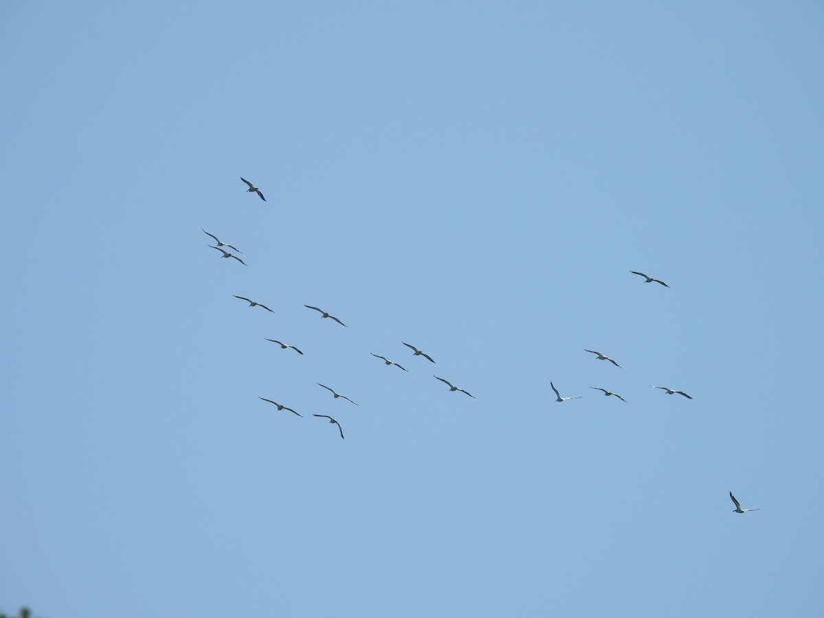 American White Pelican - ML659758584
