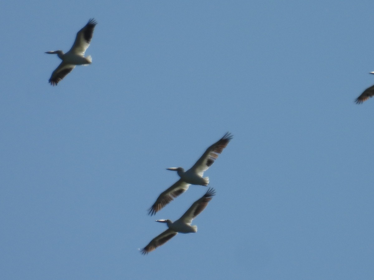 American White Pelican - ML659758585