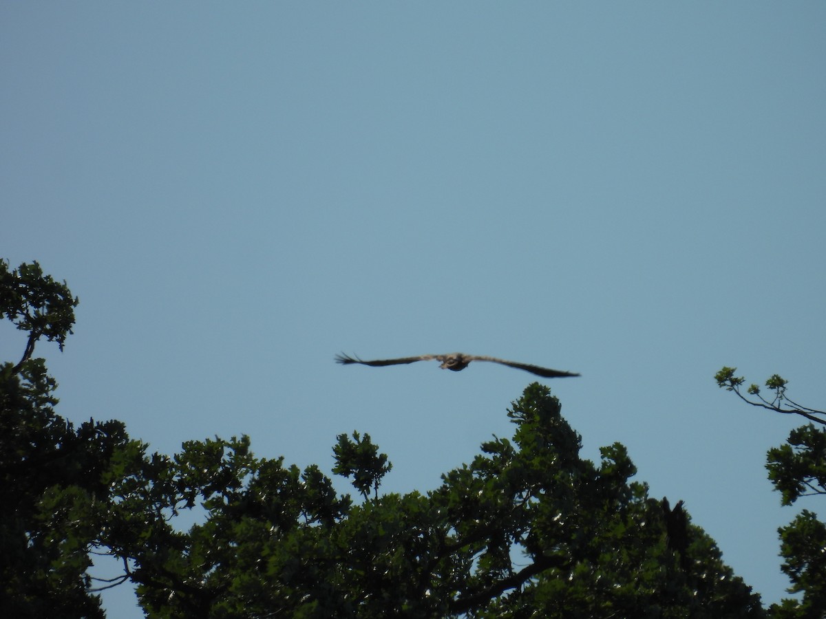 Bald Eagle - ML659758614