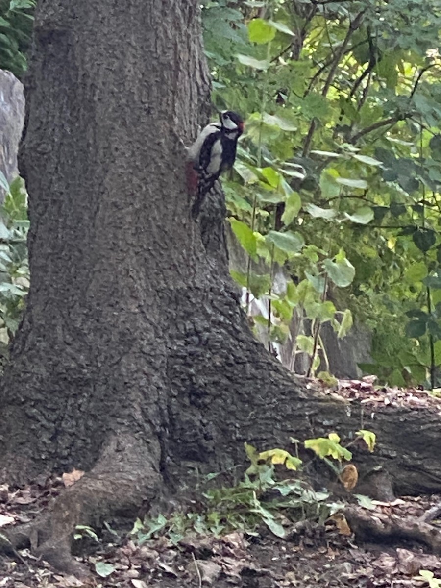 Great Spotted Woodpecker - ML659758777