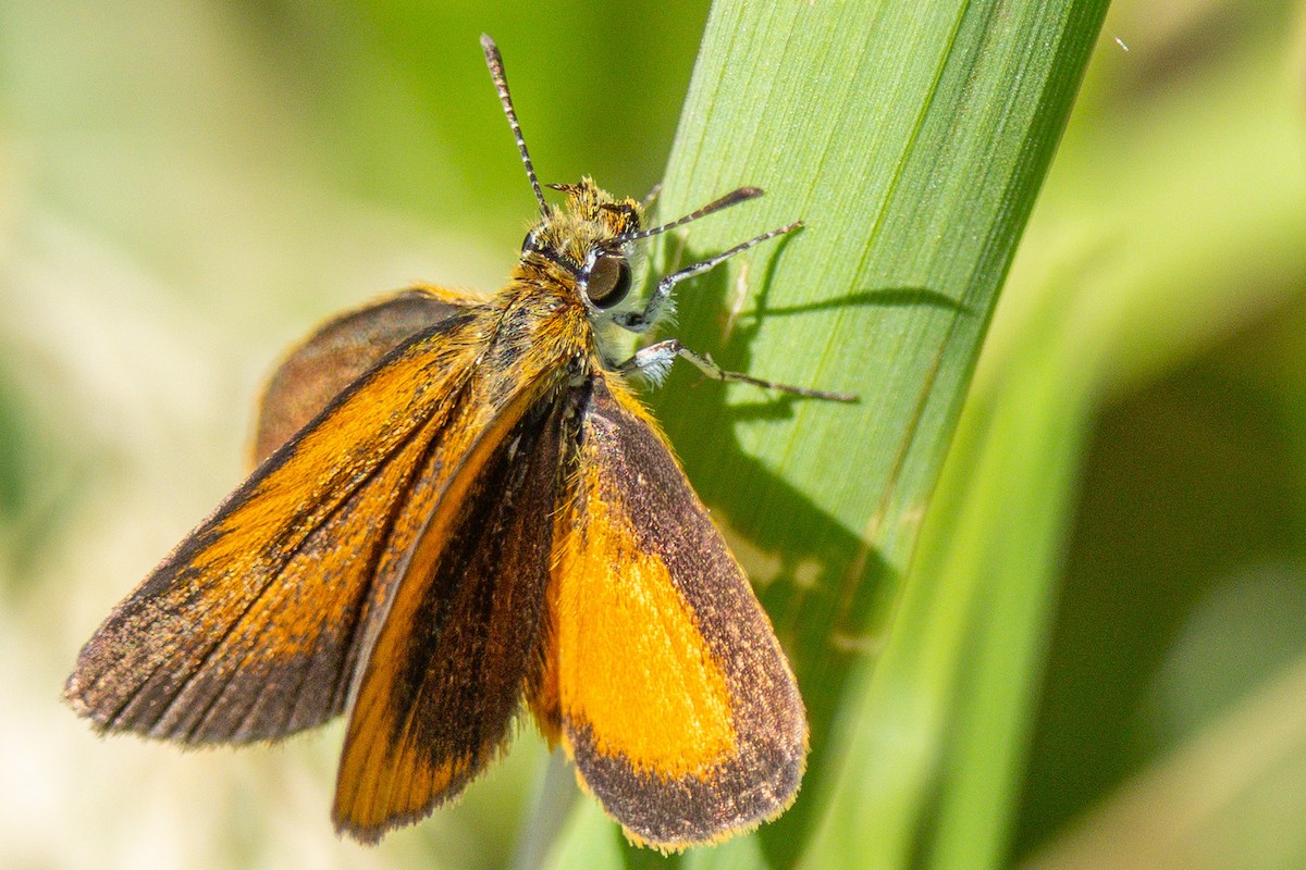 Least Skipper - ML659758801