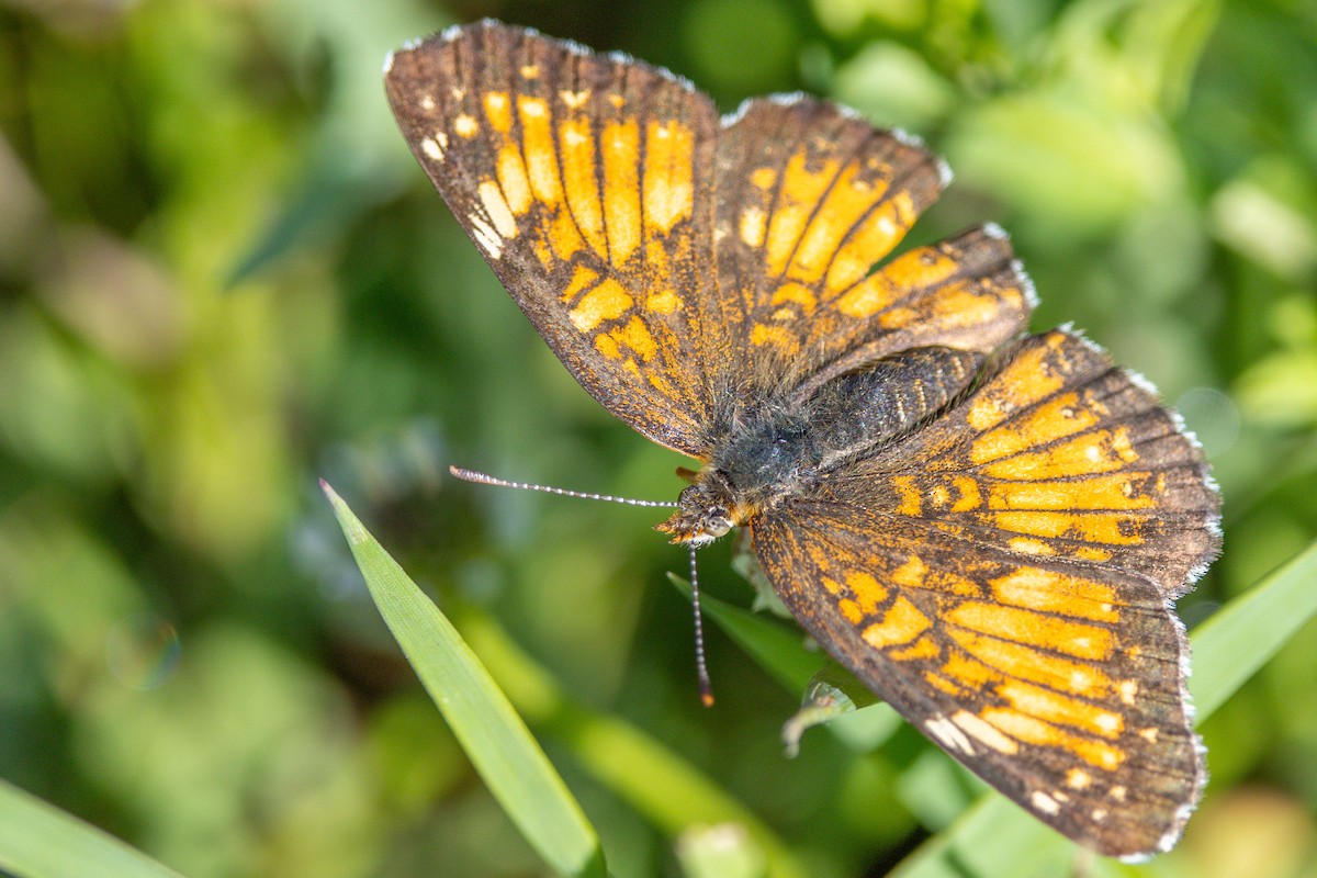 Harris's Checkerspot - ML659758806
