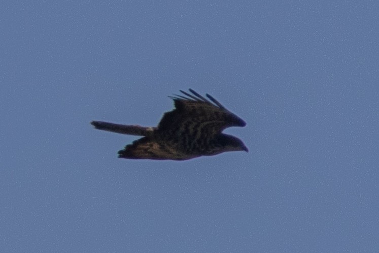 European Honey-buzzard - ML659758852