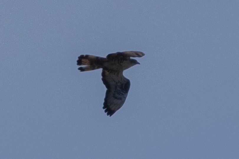 European Honey-buzzard - ML659758853