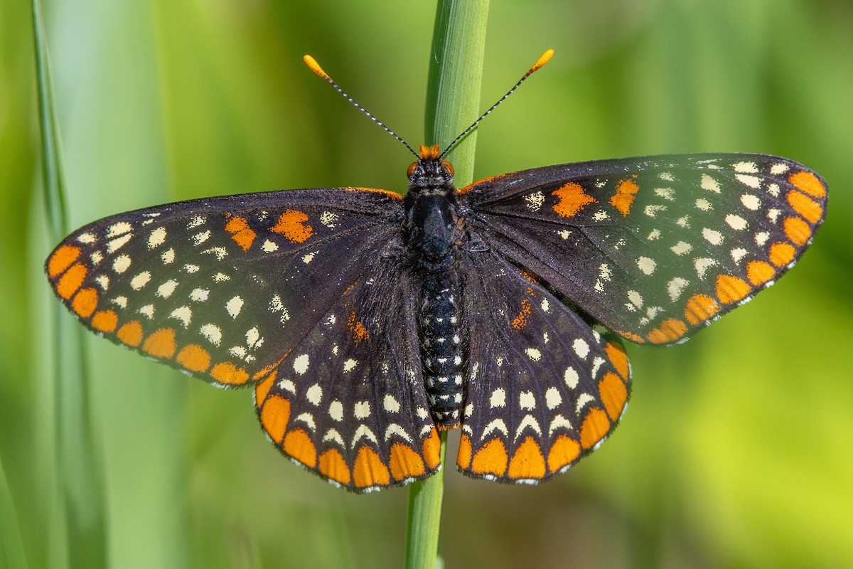 Baltimore Checkerspot - ML659759019