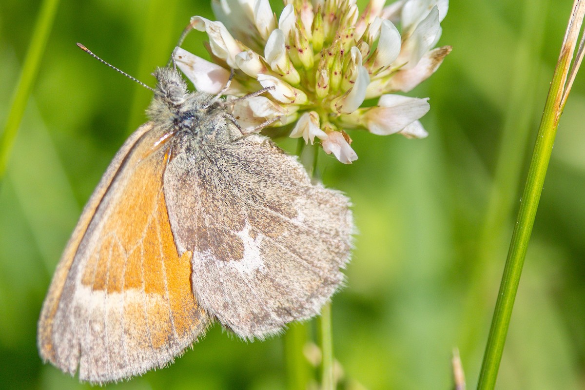 Common Ringlet - ML659759025