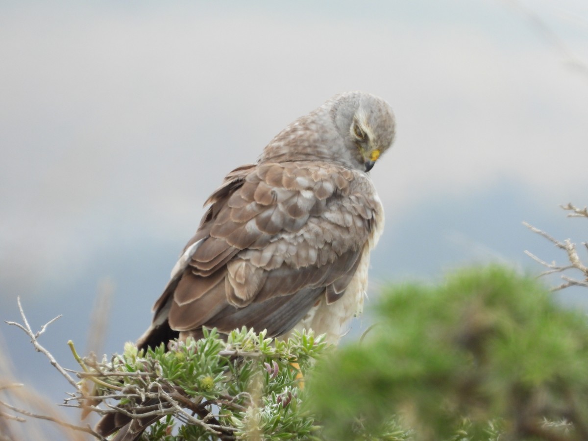Northern Harrier - ML659759122