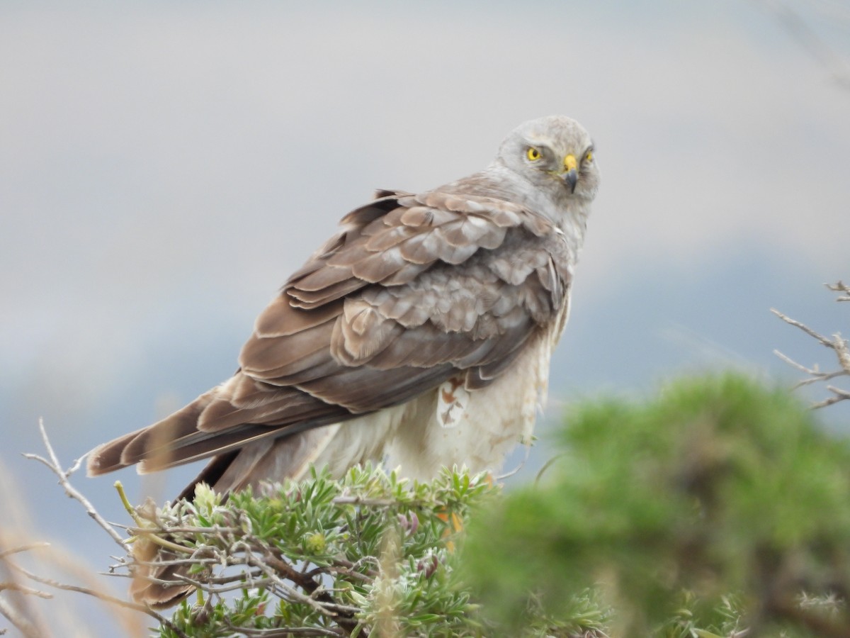 Northern Harrier - ML659759126