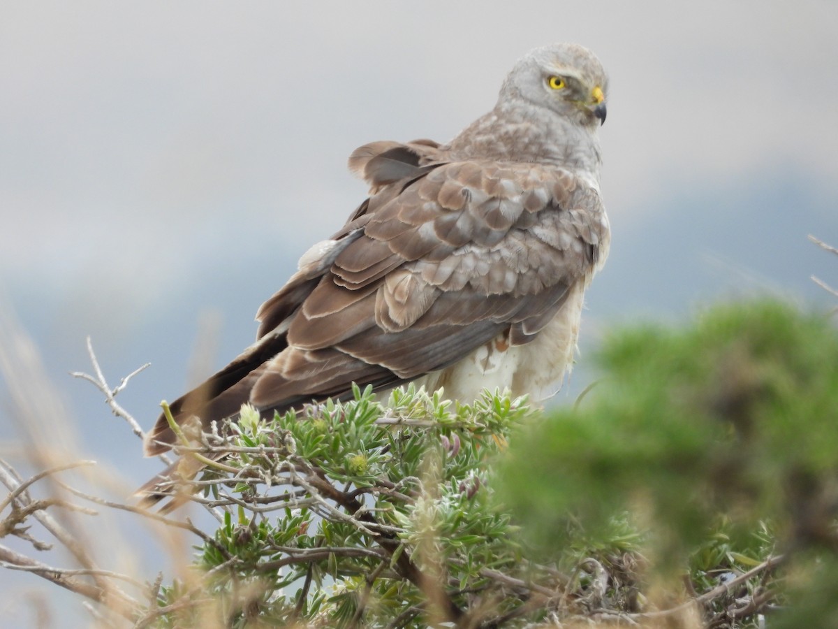 Northern Harrier - ML659759127