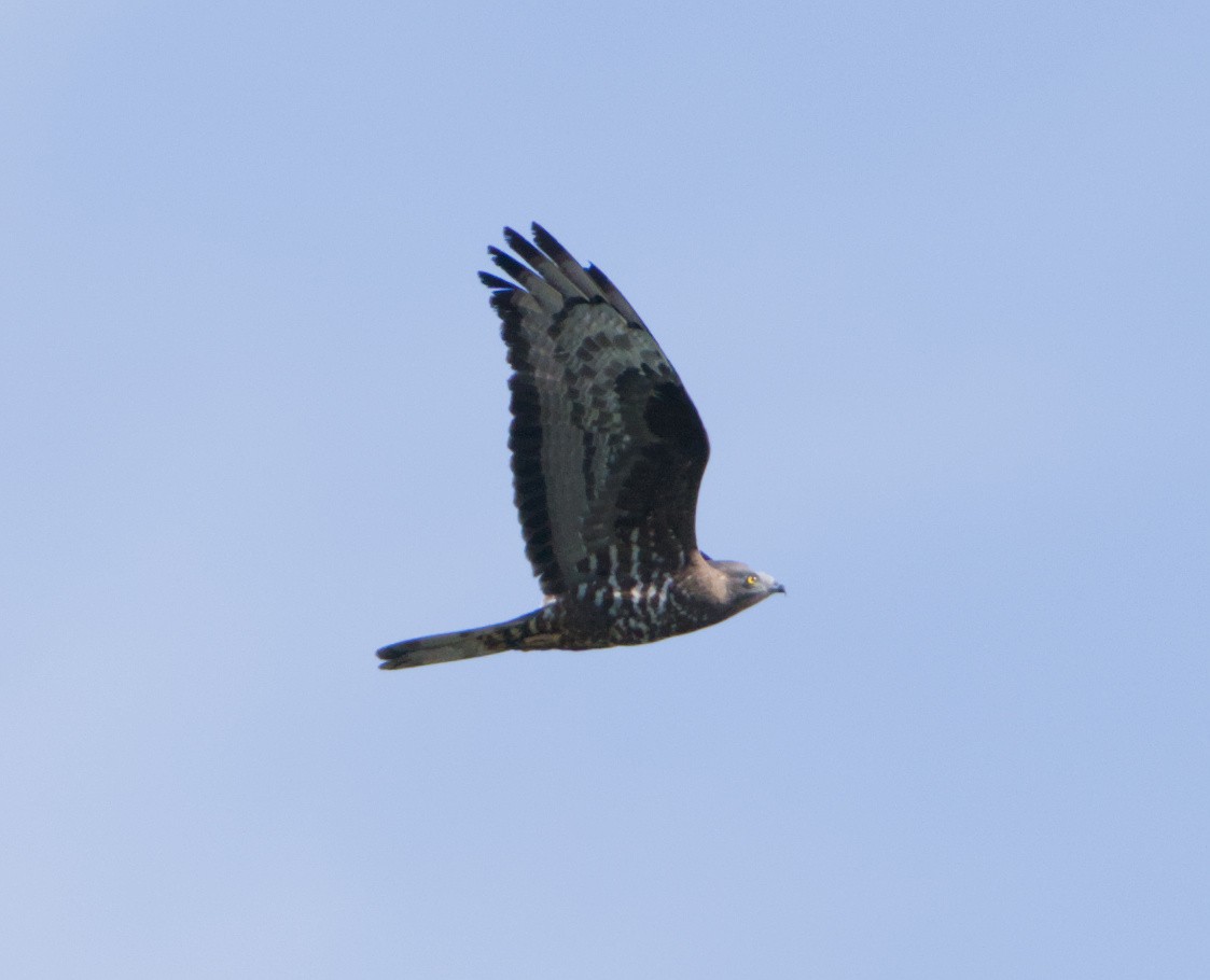 European Honey-buzzard - ML659759154